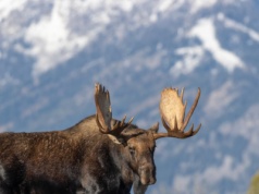 W ruch poszła koparka. Wyciągnęli ogromnego łosia z opuszczonej studni
