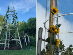 Nowy rekord Guinnessa: wyhodowano największy słonecznik na świecie
