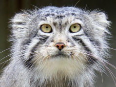 Najbardziej tajemniczy dziki kot świata sfotografowany w ekstremalnych warunkach