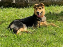 Do serca przytul… Kto pokocha Roxy ze świdnickiego schroniska? [FOTO]