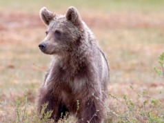 Nowe fakty w sprawie martwego niedźwiedzia na Podkarpaciu. Zwierzę umierało w męczarniach
