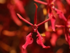 Kwiat z piekła rodem. Diabelski storczyk ma twarz demona z "Obecności"