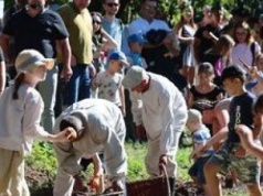 Wykopki kartoflane jak dawniej. Tradycja ożyła w Muzeum Wsi Lubelskiej