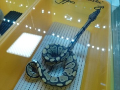 Są tajemnicze, fascynujące i... nie żądają spacerów. Egzotyczne targi w Arenie Toruń [zdjęcia]