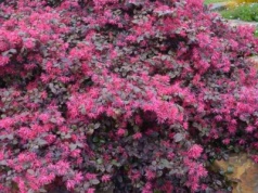 Botaniczny przebój, który warto mieć. Cieszy oczy przez całą zimę