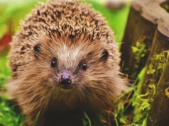 Pionierskie badania. Jak religia, polityka i wojna zmieniają ewolucję przyrody w mieście