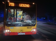 Zderzenie autobusu miejskiego i auta z jeleniem. Zwierzę zginęło na miejscu