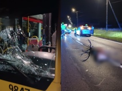 Jeleń wpadł po zmroku pod autobus 719. "Uważajmy na zwierzęta"