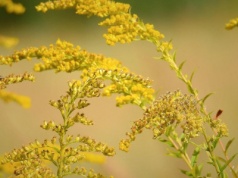 Skuteczne metody ochrony bioróżnorodności przed nawłocią. Jak zatrzymać gatunki inwazyjne?