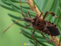 Owad z Ameryki może zrobić w domu spore szkody. Ta mikstura skutecznie go odstraszy