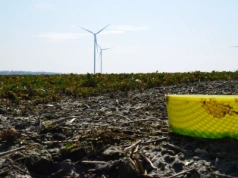 Armia szkodników rusza na rzepak. Jak go teraz skutecznie chronić?