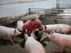 Kredyt dla hodowców świń z Funduszu Gwarancji Rolnych. Dotacja do odsetek i bezpłatna gwarancja