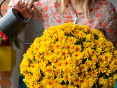 Chryzantemy będą kwitnąć aż do grudnia. Wystarczy zrobić to