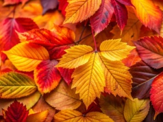 Polskie piosenki o jesieni, czyli TOP7 na złotą porę roku