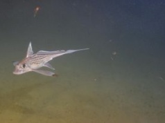 Zaskakujące odkrycie. Dlatego chimery amerykańskie mają zęby na czole