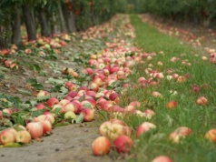 Zapowiadane przez tydzień obniżki doszły do skutku – ceny jabłek przemysłowych, 22.09.2025