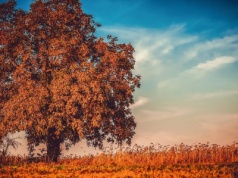 Jesień bez przeziębień: co naprawdę działa na odporność