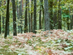 Szczątki obiektów przypominających drony odnalezione w lasach Mazowsza