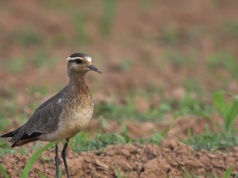 Sensacja pod Warszawą. Pojawił się towarzyski ptak, który wymiera w Rosji