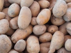 Nowe przepisy: można sprzedać ziemniaki podejrzane o bakteriozę