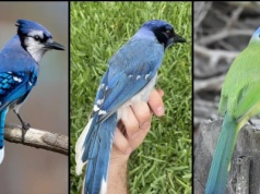 Naukowcy przecierają oczy. Pierwszy taki przypadek. Ten ptak to hybryda