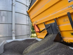 Jakie będą ceny rzepaku na koniec 2025 i 2026 roku? Najnowsza PROGNOZA