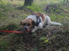 Porzucił psa w lesie przy schronisku dla zwierząt w Przylasku.