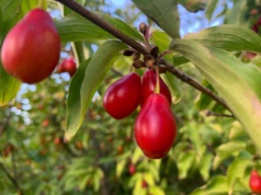 Dereń – zastosowania zielarskie i kulinarne. Przepisy