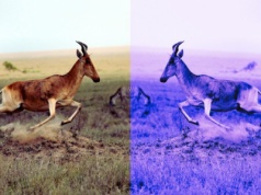 "Organizmy lustrzane" podzieliły naukowców. Jedni się cieszą, inni boją