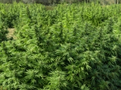 Rolnik odkrył marihuanę na polu kukurydzy. Co trzeba zrobić w takiej sytuacji?