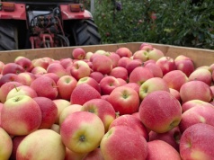 Białoruś i tak kupi, ale ktoś inny zarobi na naszych jabłkach