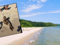 Zobaczyła ją na plaży i chwyciła za telefon. "Jak grochem o ścianę"