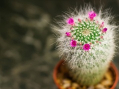 Chcesz, by twoje kaktusy zakwitły? Koniecznie musisz poznać ten sposób