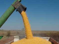 22.09.2025 Ceny skupu zbóż, kukurydzy, oleistych i strączkowych: średnia stawka za mokrą kukurydzę przekracza 416 zł/t