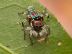 Pająki pawie zadziwiają tańcem. Ich DNA skrywa tajemnicę