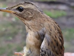 Nie widziano go w Polsce od 36 lat. Rzadki ptak sensacją nad Bałtykiem