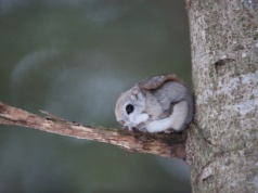 Mają wielkie oczy, zarażają słodkością, a do tego latają. Na ich widok się uśmiechniesz