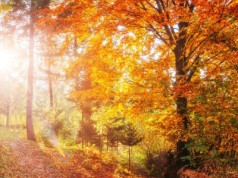 Dziś astronomiczna jesień. Kiedy wypada kalendarzowa?