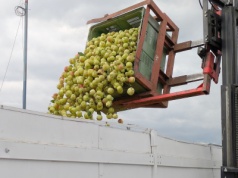 Nawet 8 groszy różnicy w cenie jabłek przemysłowych