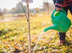 Co sadzić jesienią w ogrodzie? Lista bylin, kwiatów, krzewów i drzew