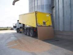 Żyto droższe o 20 zł. Jakie są aktualne ceny zbóż i rzepaku?