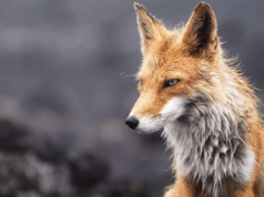 Akcja szczepienia lisów przeciwko wściekliźnie. Szczepionki nie wolno dotykać – przypomina ciasteczka