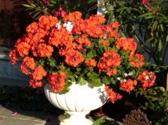 Wbij w łodygę. Pelargonie będą ślicznie kwitły aż do mrozów