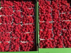 Ceny malin Bronisze (22.09.2025) – „stówkę za karton, poproszę”