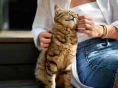 Tak możemy zbudować chemiczną więź z kotem. Badania stawiają sprawę jasno