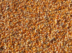 Rosja podnosi cła eksportowe na pszenicę i kukurydzę