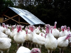 Ptasia grypa w Polsce. Wykryto kolejne dwa ogniska choroby