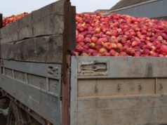 Litwini zamawiają polskie jabłka. Skąd takie zainteresowanie owocami?