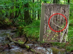 Pokazał raj grzybiarzy. "Uwaga, inwazja! Zobaczcie tylko, ile ich tu jest"