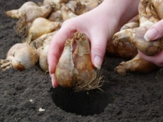 ​Nie przegap tego terminu sadzenia tulipanów. Inaczej ogród będzie świecił pustkami